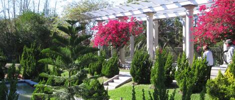 A garden with a pergola, various shrubs, and a small water feature.