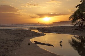 A beach scene with a sunset, calm water, and a bird.