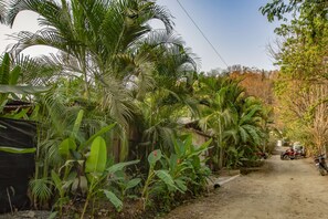 Explore a serene tropical landscape with a winding dirt path surrounded by lush palm and banana trees.