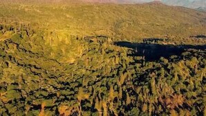 Een bergachtig landschap met dichte bebossing.