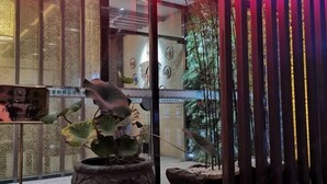 Un interior moderno con una planta grande en maceta, un muro de vidrio y un revestimiento decorativo de bambú.