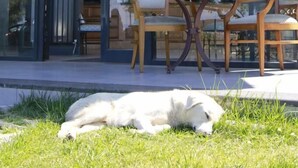 Una fachada con un letrero que dice "Gloria Jean's COFFEE" y un perro acostado sobre el césped al frente.
