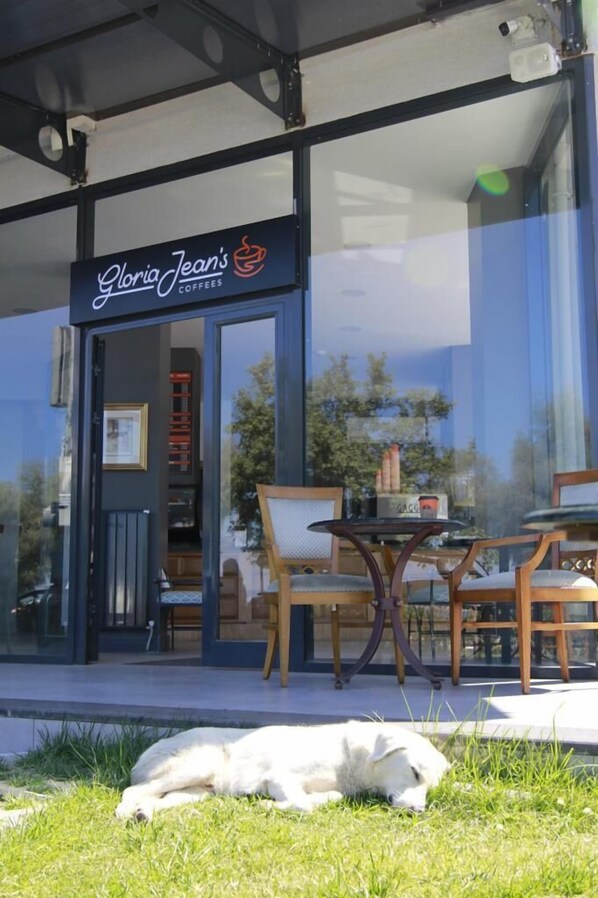 A storefront with a sign reading "Gloria Jean's COFFEE" and a dog lying on the grass in front. - Tasliman Otel (Cinarcik)