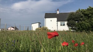 A white house with a black roof, surrounded by a field of tall grass and red flowers. - Charming original fisherman’s cottage on Dungeness Beach (Lydd)