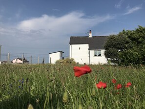 Property grounds - Charming original fisherman’s cottage on Dungeness Beach (Lydd)