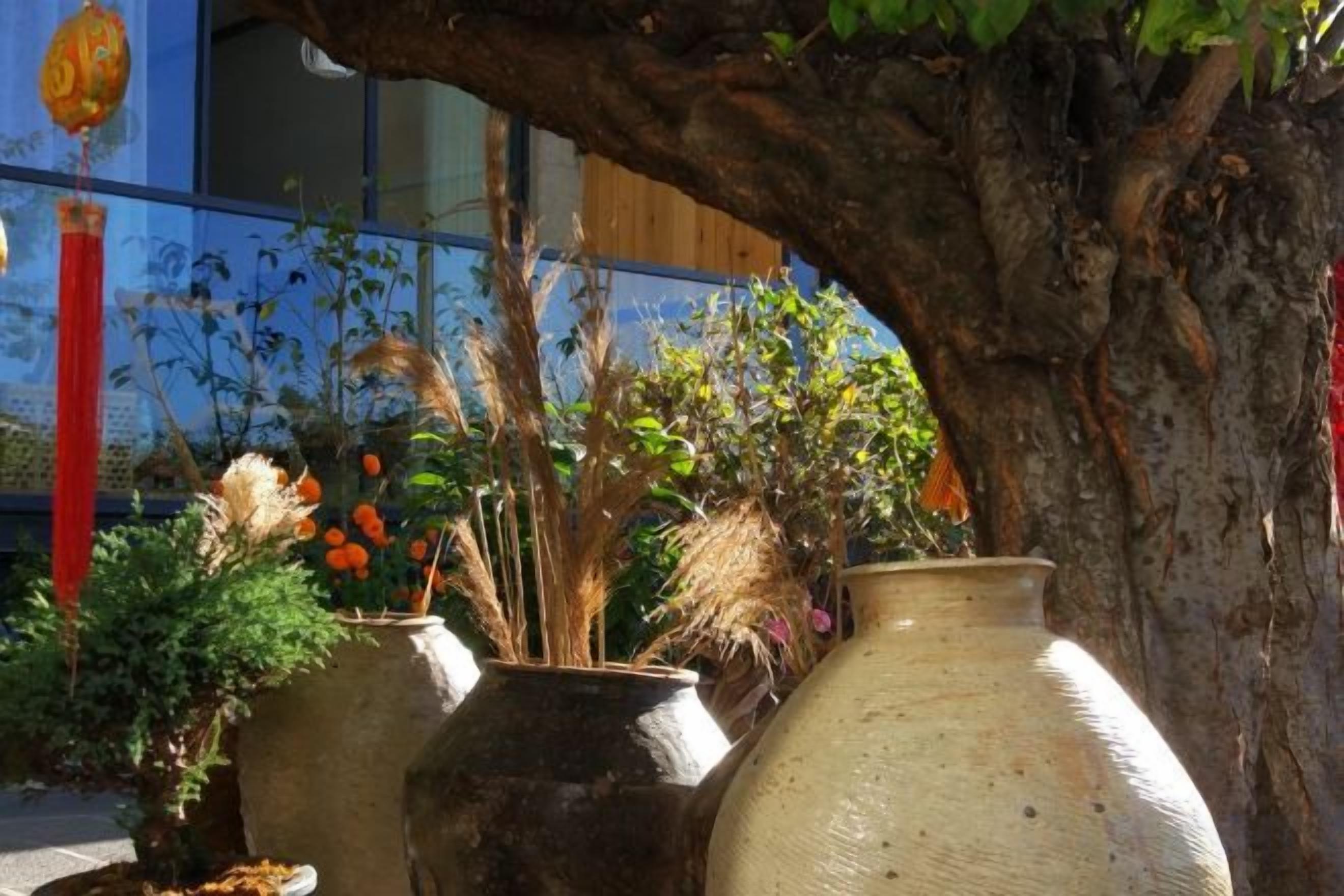 Large ceramic pots under a tree, a building in the background, and some plants.