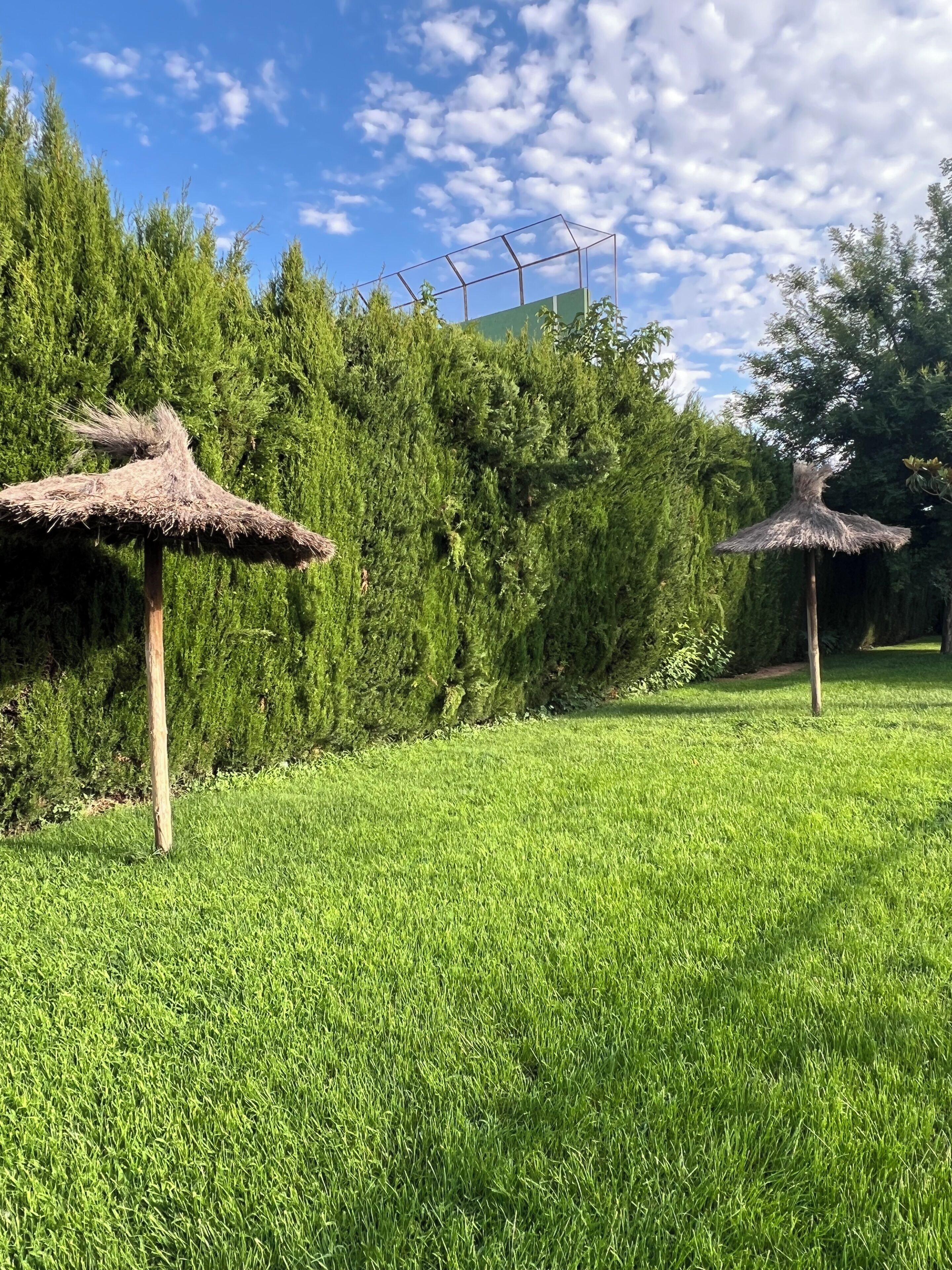 A grassy area with two thatched umbrellas and dense green foliage in the background.