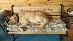 A dog lying on a bench with a floral cushion. The bench has the inscription "LAST CAST ADVENTURES 2018". - Quaint cozy little cabin geared for folks coming to Leech Lake to fish or relax. (Federal Dam)