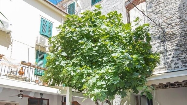 An outdoor cafe with tables and chairs, a tree, and buildings in the background. - Makarun Heritage Rooms (Split)