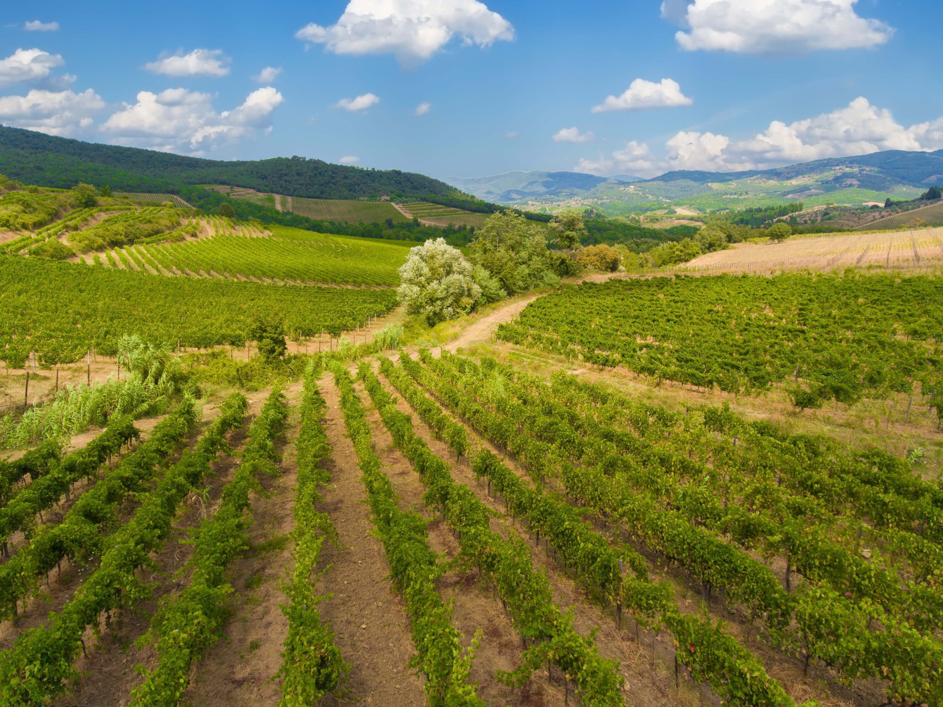 Un vignoble où s’étendent des rangées de vignes sous un ciel dégagé.