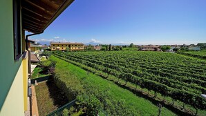 A vineyard with rows of grapevines, a yellow building, and a clear blue sky. - Appartamento Tammaro (Sirmione)