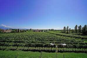 A vineyard with rows of grapevines and a few buildings in the background.