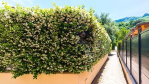 A pathway alongside a wall covered with flowering shrubs. - Terrazza Morgera in Napoli (Casamicciola Terme)