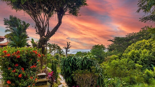Un rigoglioso giardino con diverse piante e un grande albero.