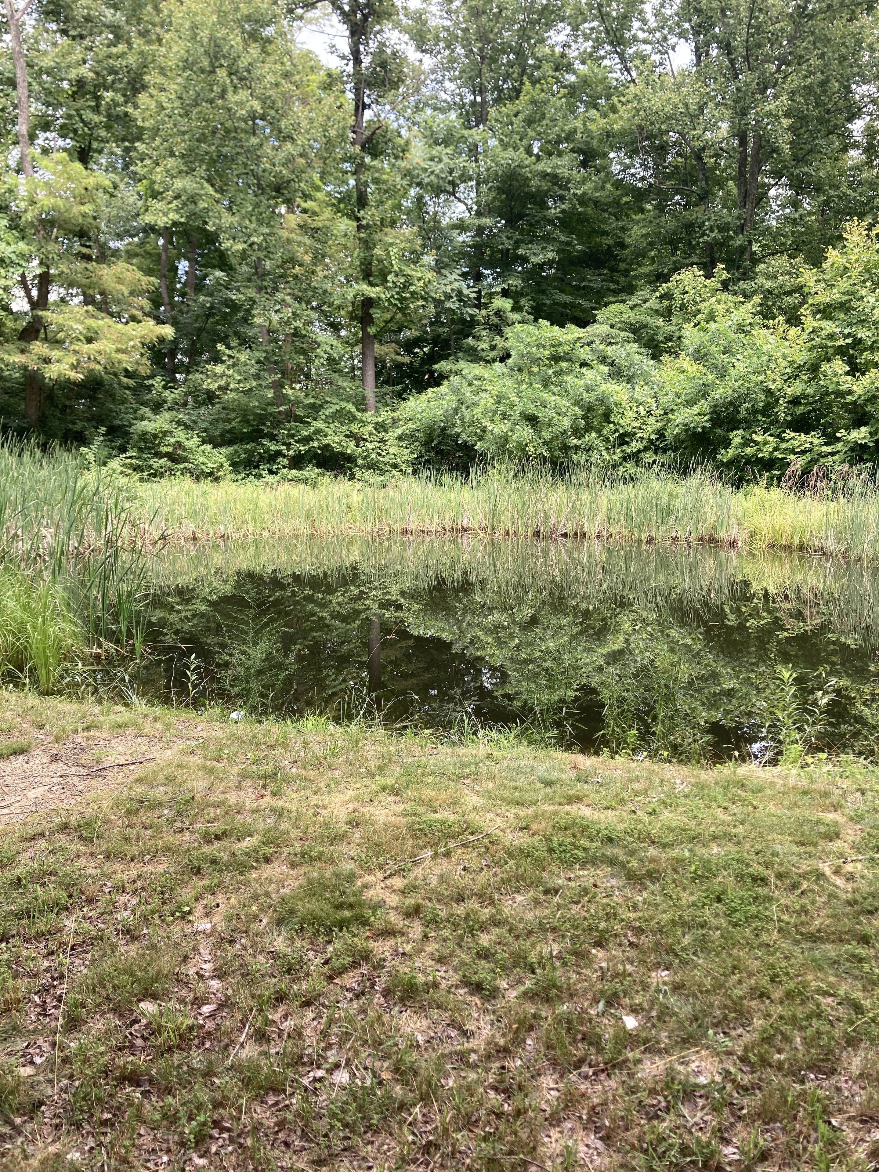 A natural landscape with a pond surrounded by dense greenery and trees.