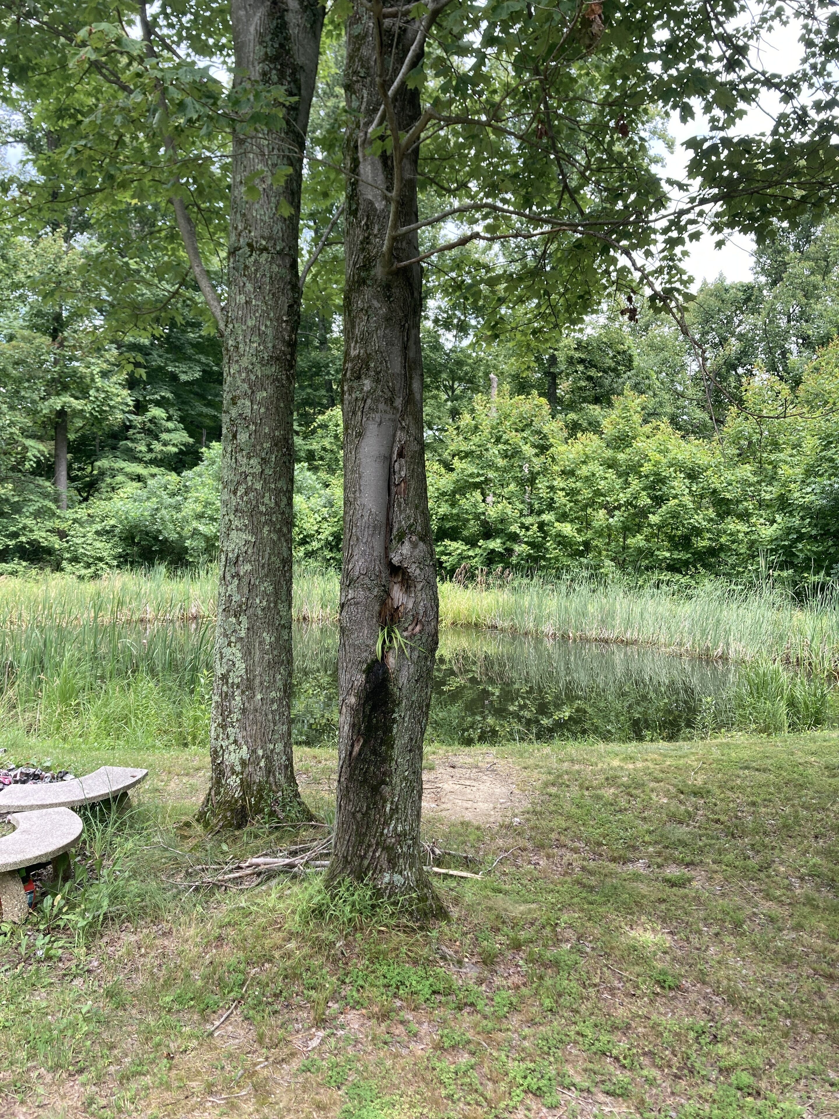 A natural outdoor setting with two trees, a grassy area, and a body of water.