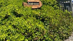 Un panneau en bois portant le numéro 30 et le mot « Scabreeze », le tout sur un fond vert luxuriant.