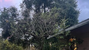 Un giardino residenziale con un vialetto lastricato, un albero grande e un edificio con tetto spiovente.