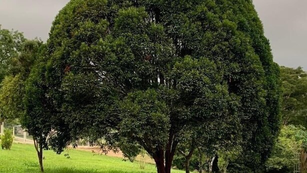 Een grote, ronde boom in een grasveld.