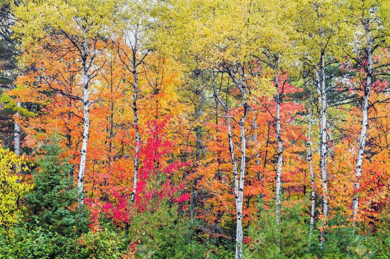 A dense forest of birch trees with autumn foliage.