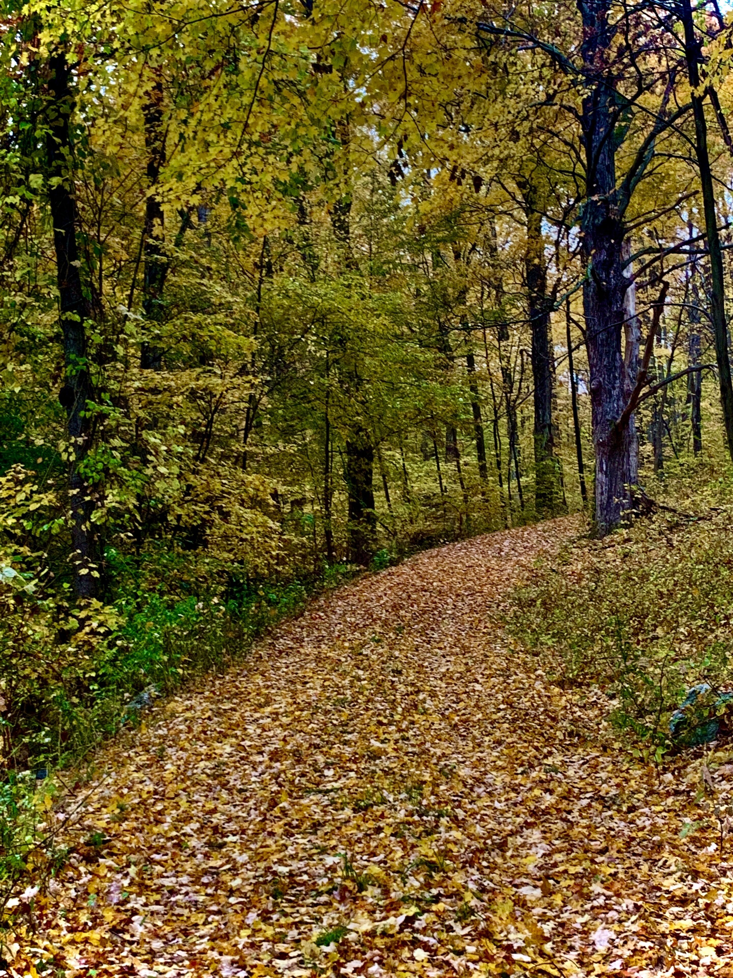 Ein mit herabgefallenen Blättern bedeckter Waldweg.