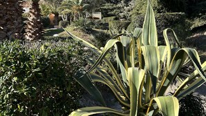En trädgård med olika växter, inklusive en framträdande agave som står i förgrunden.