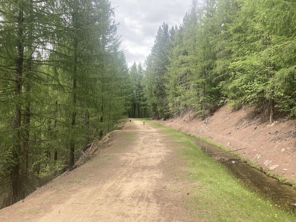 A dirt road flanked by dense evergreen trees, leading into a forested area. - Naseby Gem (Naseby)