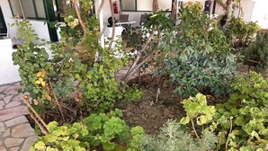 A garden with various plants and a stone pathway.
