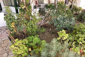 A garden with various plants and a stone pathway.