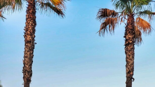 A beach with palm trees, beach umbrellas, and lounge chairs.