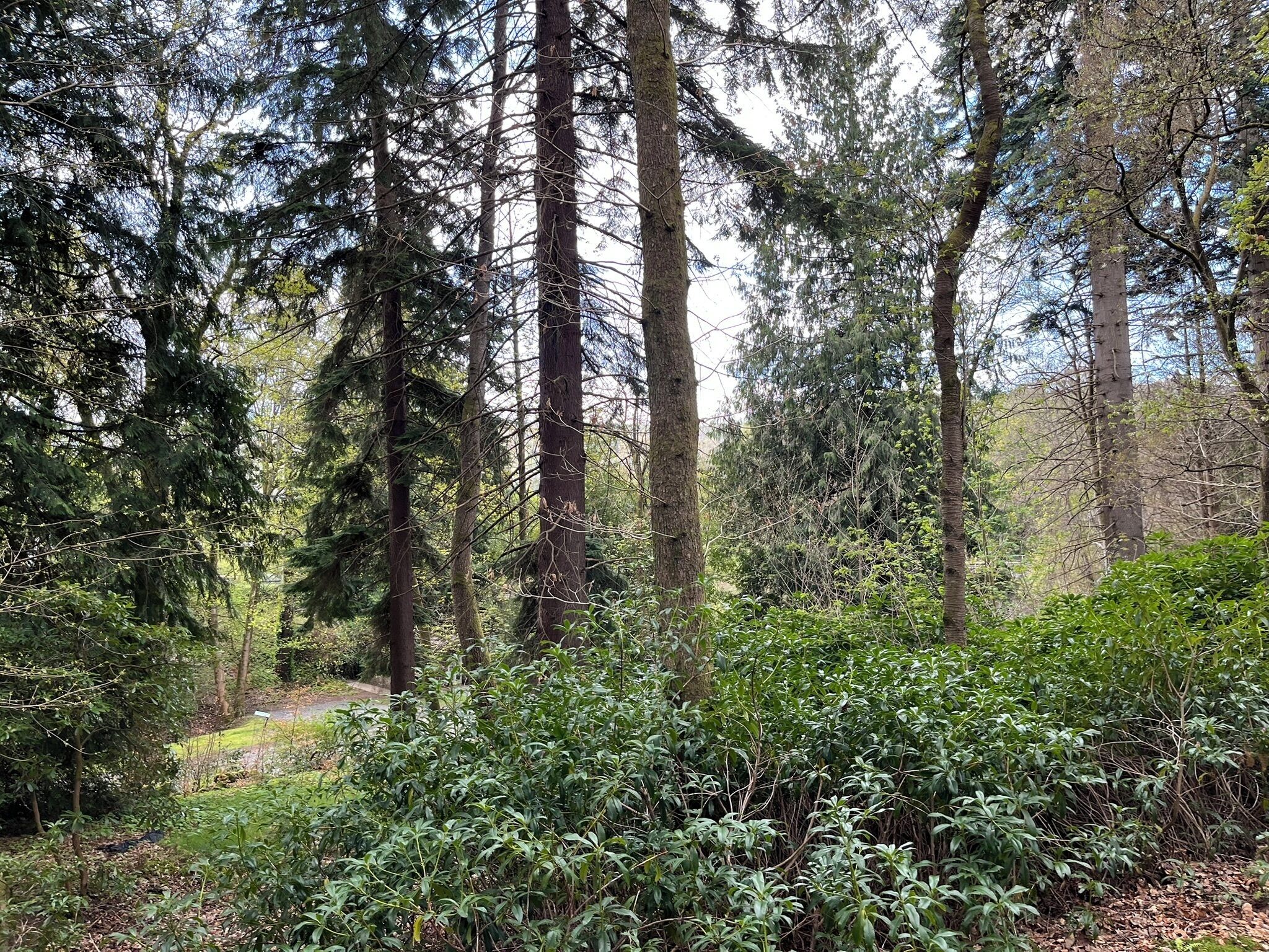 A dense forest with tall trees and underbrush.