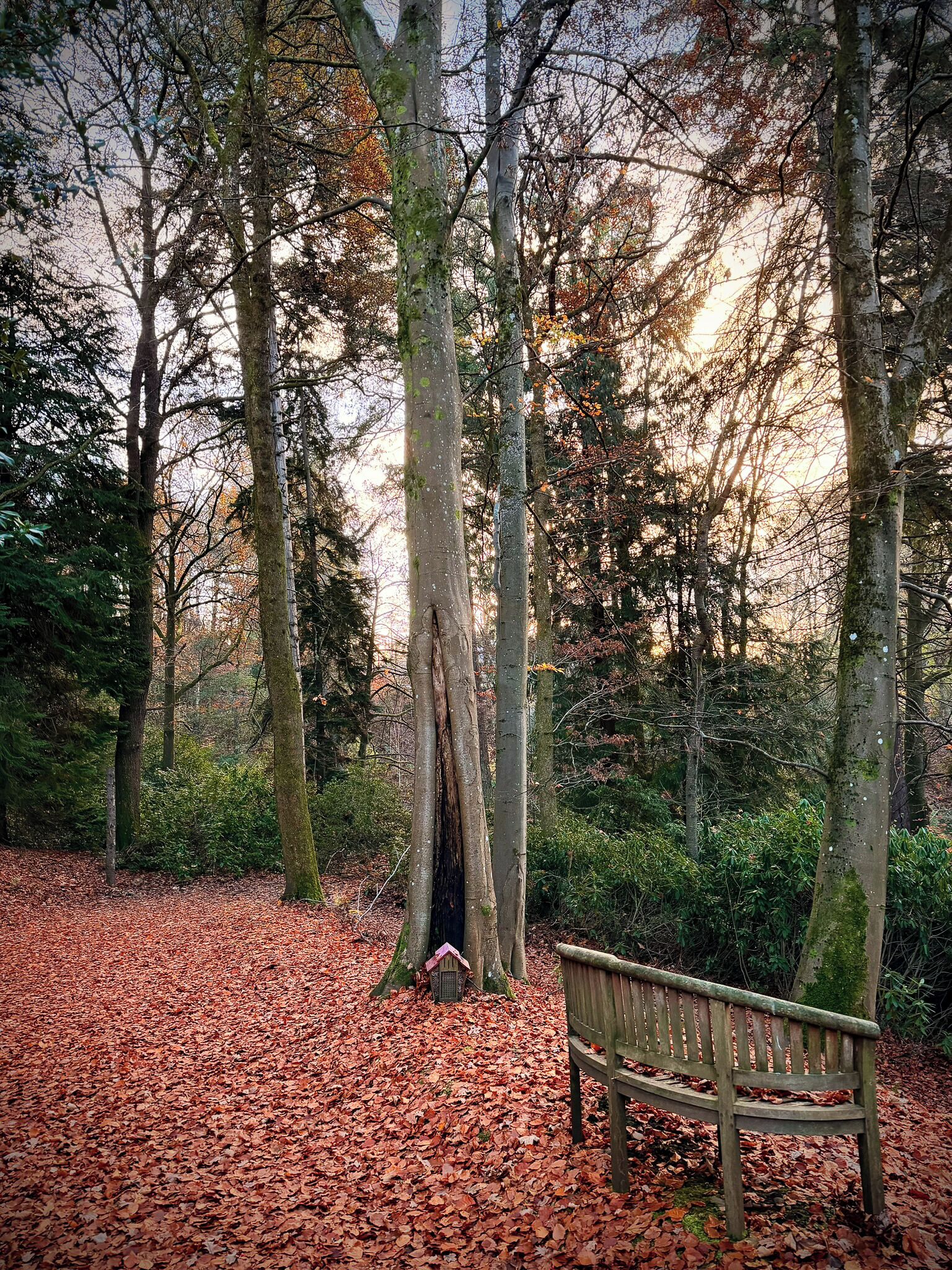 A bench in a forest with a fallen tree trunk in the center.