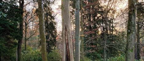 A bench in a forest with a fallen tree trunk in the center.