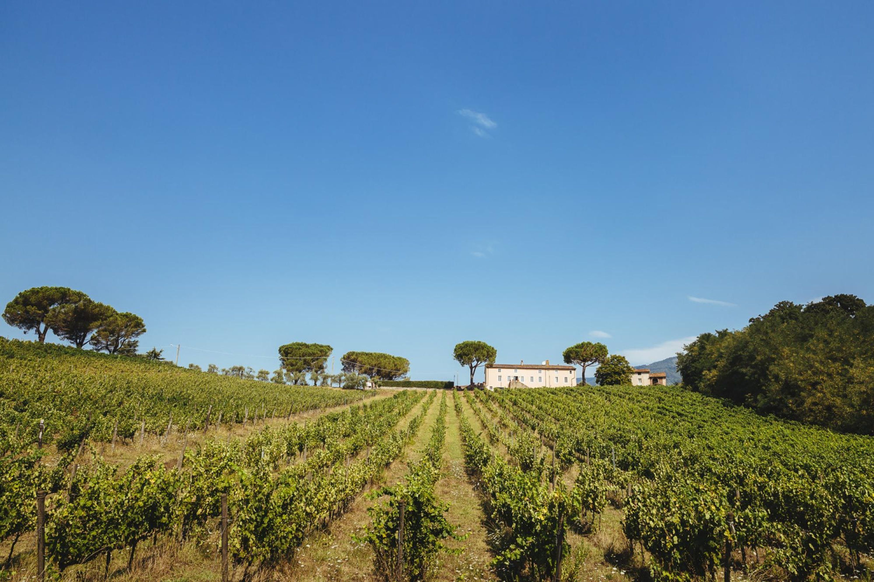 A vineyard with rows of grapevines and a building in the background.