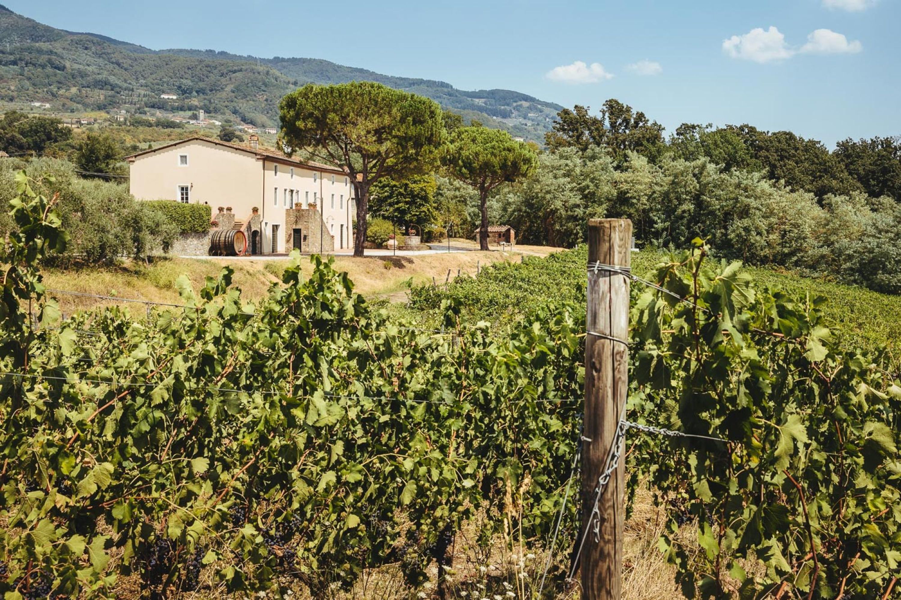 Un vignoble avec des rangées de vignes et un bâtiment en arrière-plan.