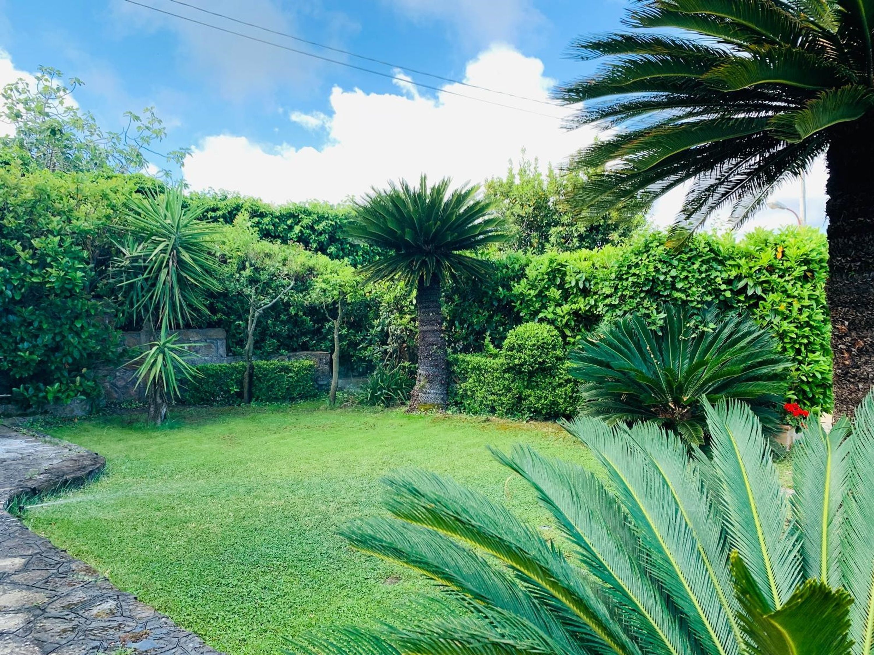 Um jardim exuberante com diversas plantas tropicais e um caminho de pedra.