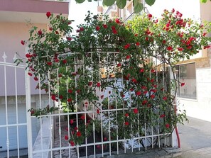 A white metal fence with red roses climbing over it, set against a building facade.