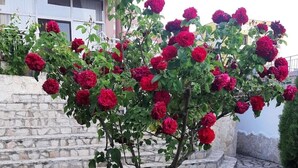 Een kleine boom met rode bloemen in een tuin met stenen traptreden en een gebouw op de achtergrond.