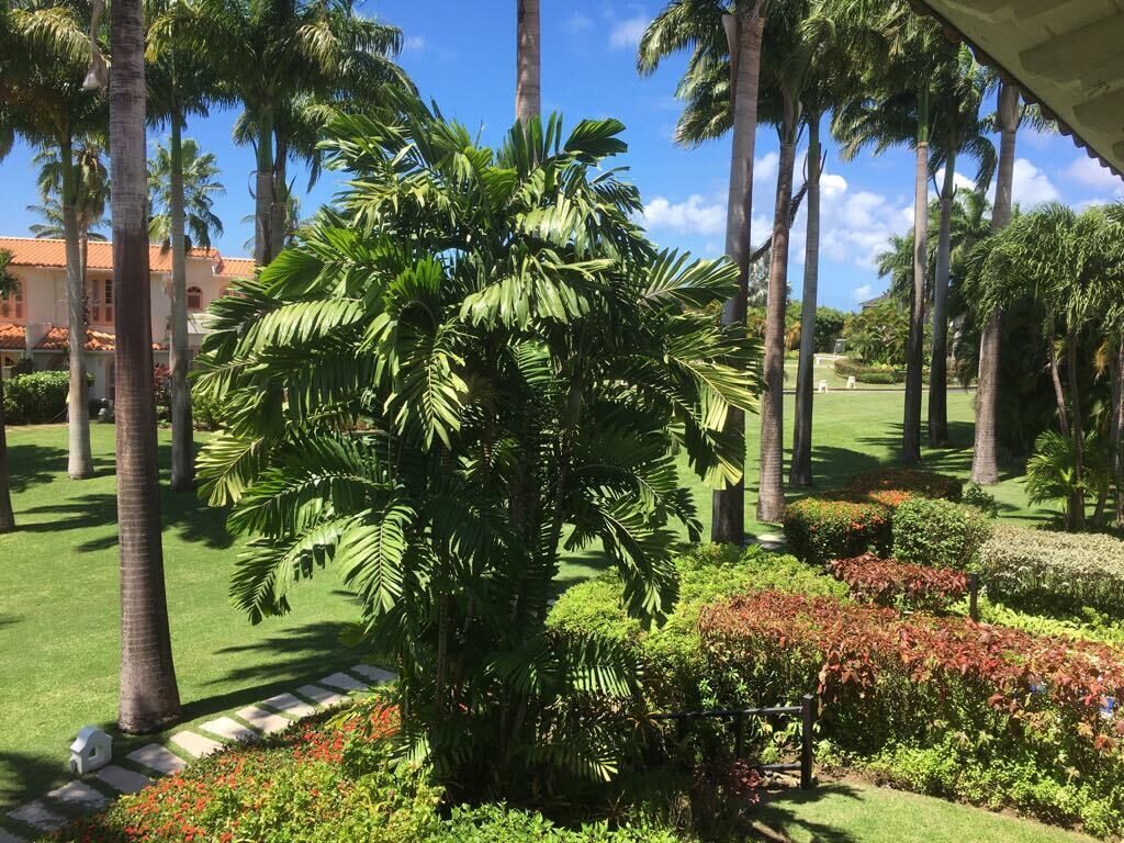 Un jardín cuidado con palmeras, césped y un edificio con techo rojo al fondo.