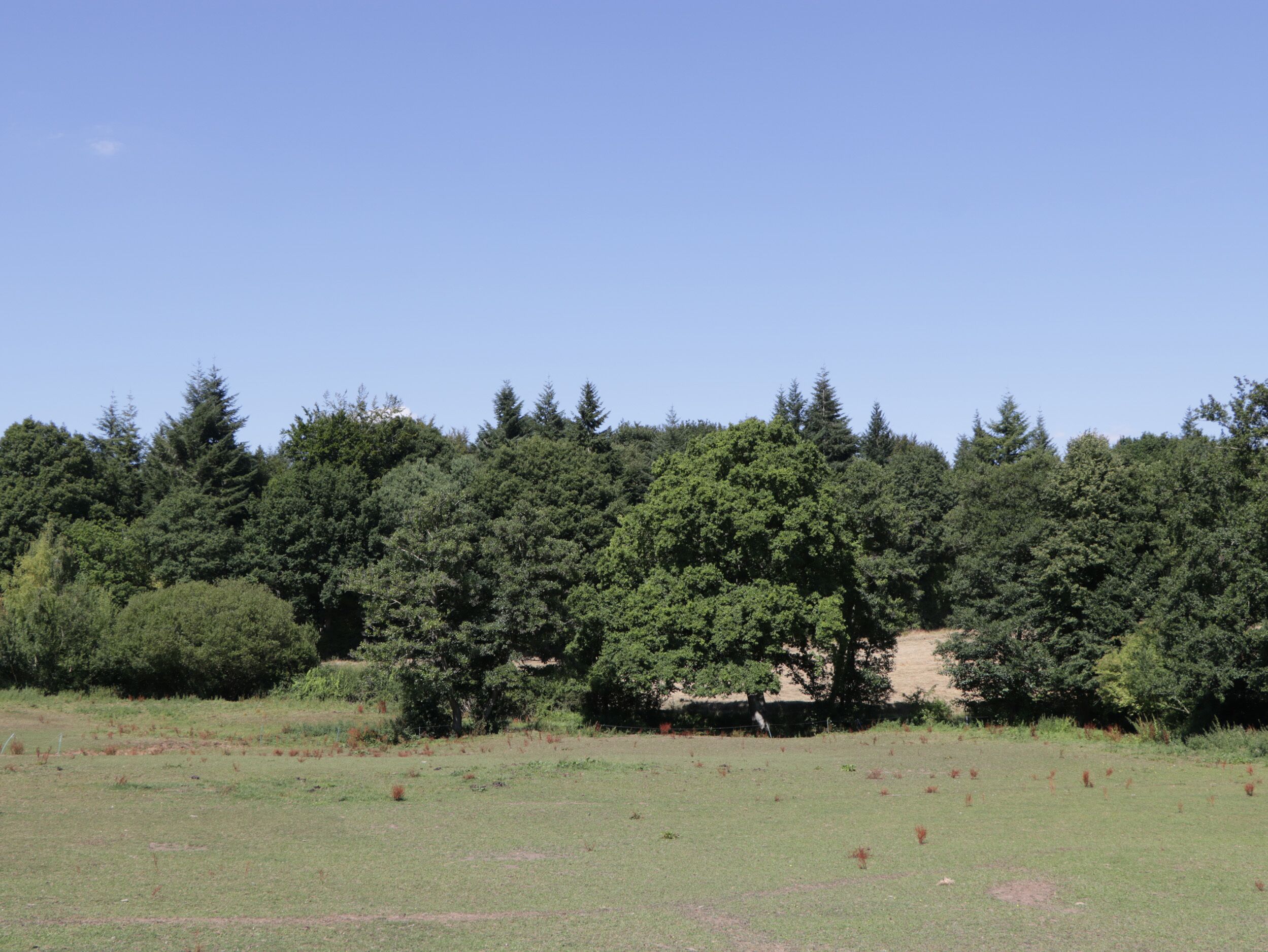 Ein grasbewachsenes Feld mit Bäumen im Hintergrund.