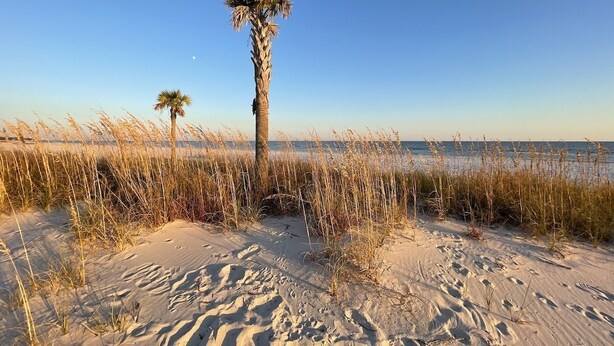 Een zanderig strand met hoge grassen en een palmboom.