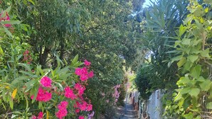 Ein schmaler Pfad, gesäumt von üppigem Grün und rosa Blüten, der zu einer weißen Mauer mit einem Metallzaun führt.