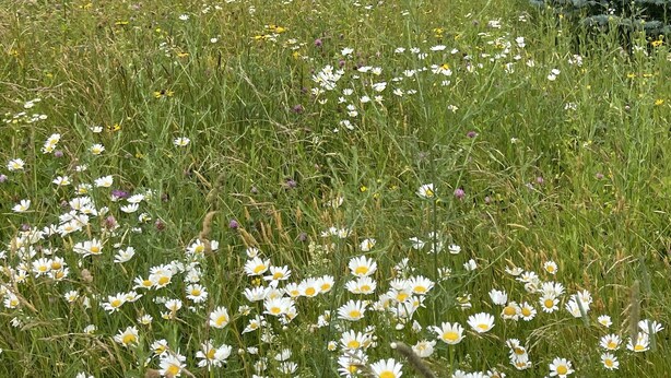 Ein Feld voller Gänseblümchen, im Hintergrund ein Haus.