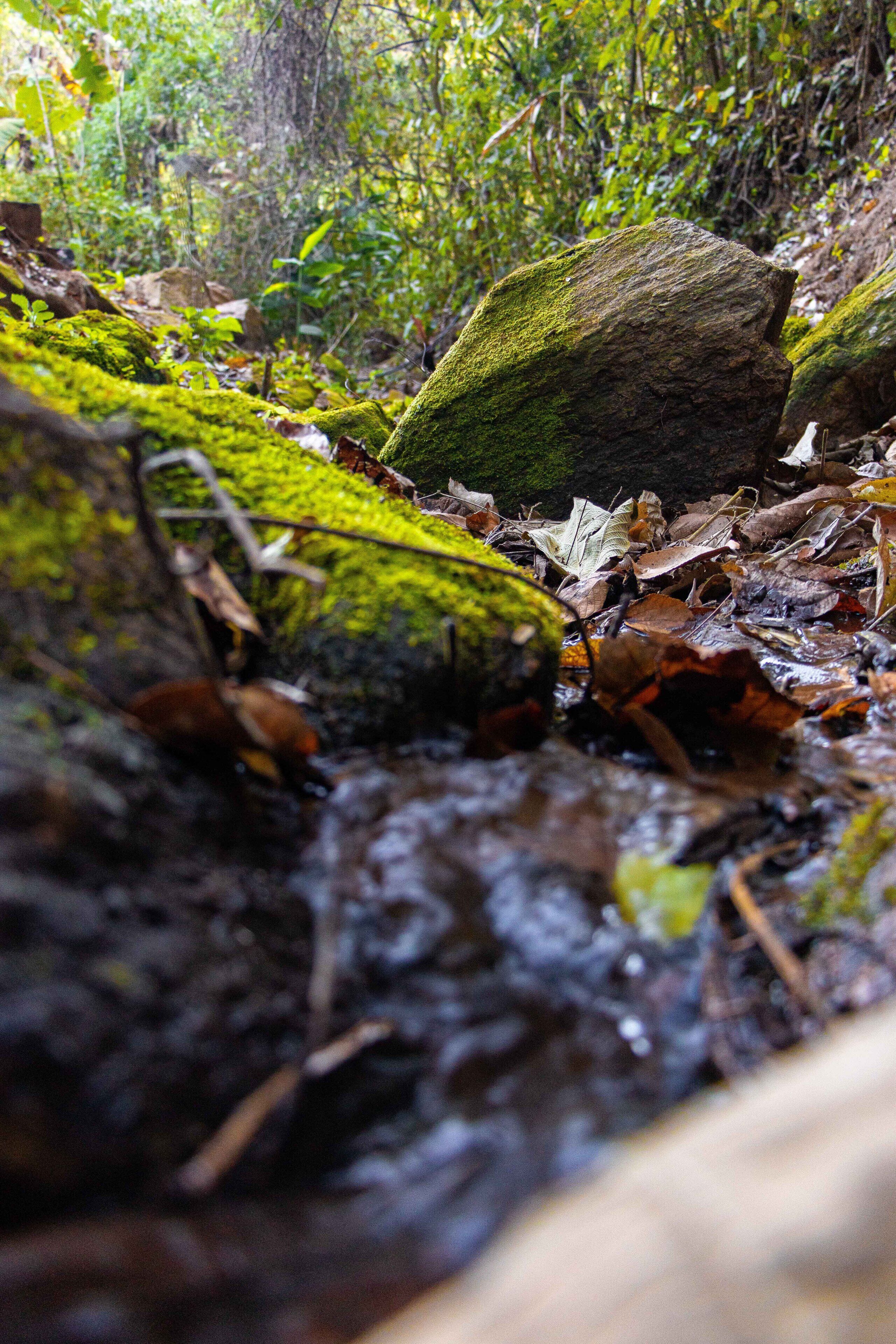A forest stream with moss-covered rocks and fallen leaves.