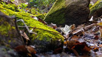 A forest stream with moss-covered rocks and fallen leaves.