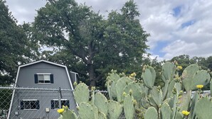A cactus plant in front of a building with a fenced yard. - Private A-Frame w/Kayaks on Canal newly renovated (Granbury)