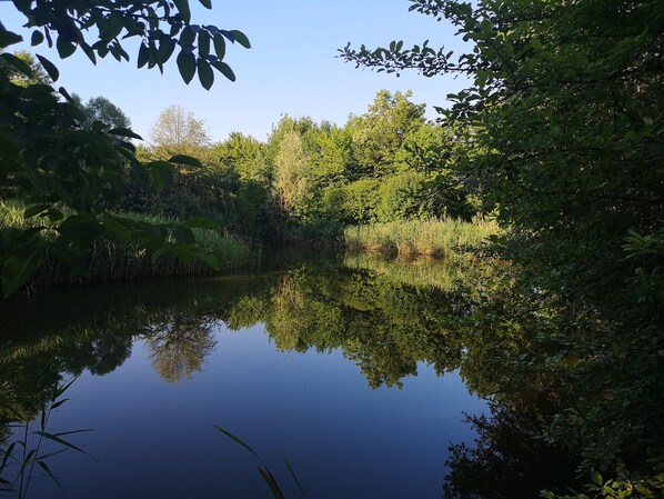 Un río tranquilo rodeado de abundante vegetación y árboles.