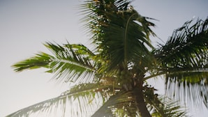 Un edifici amb teulada de rajola i una palmera al davant.