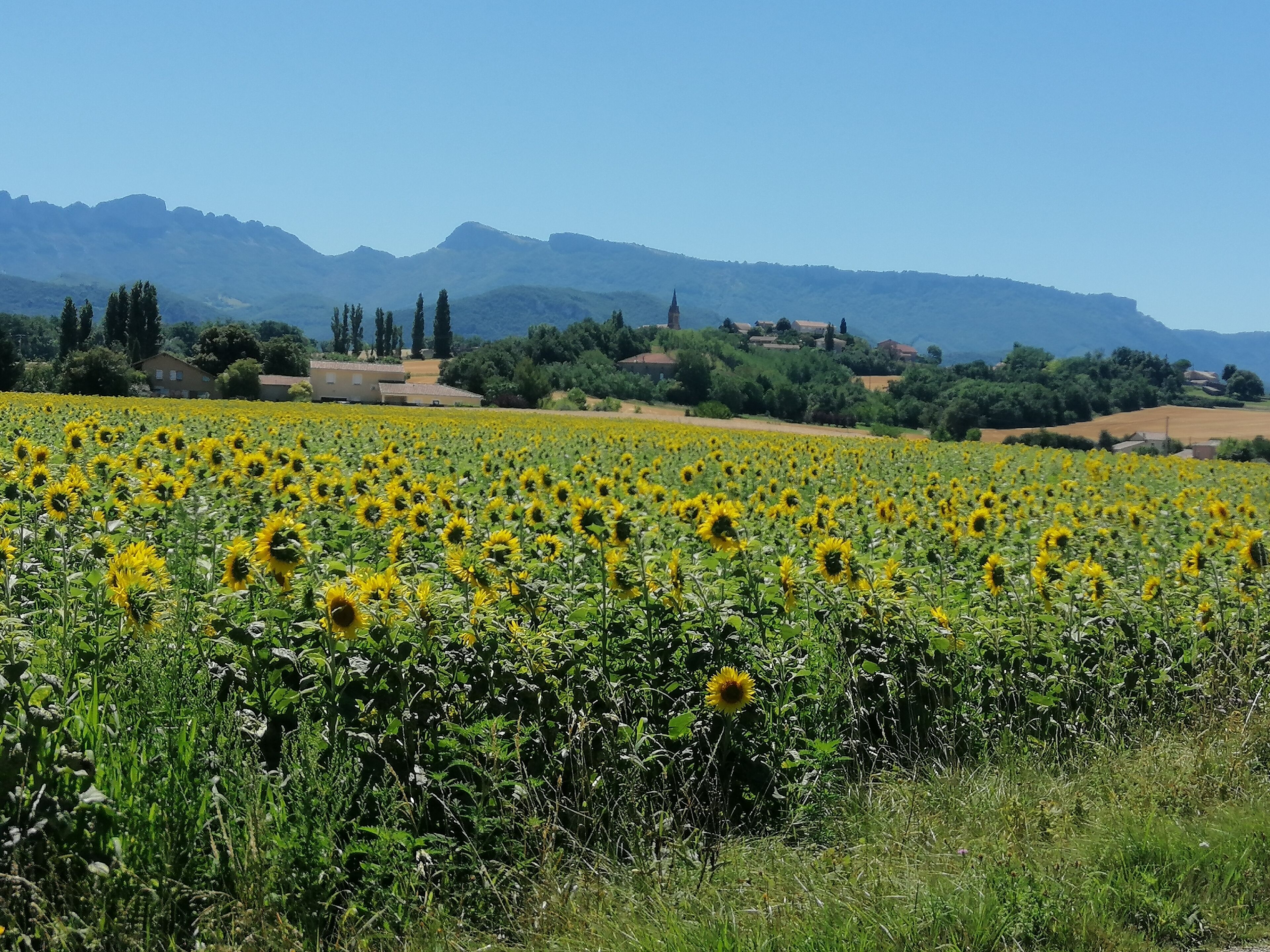 A sunflower field with a mountain backdrop.