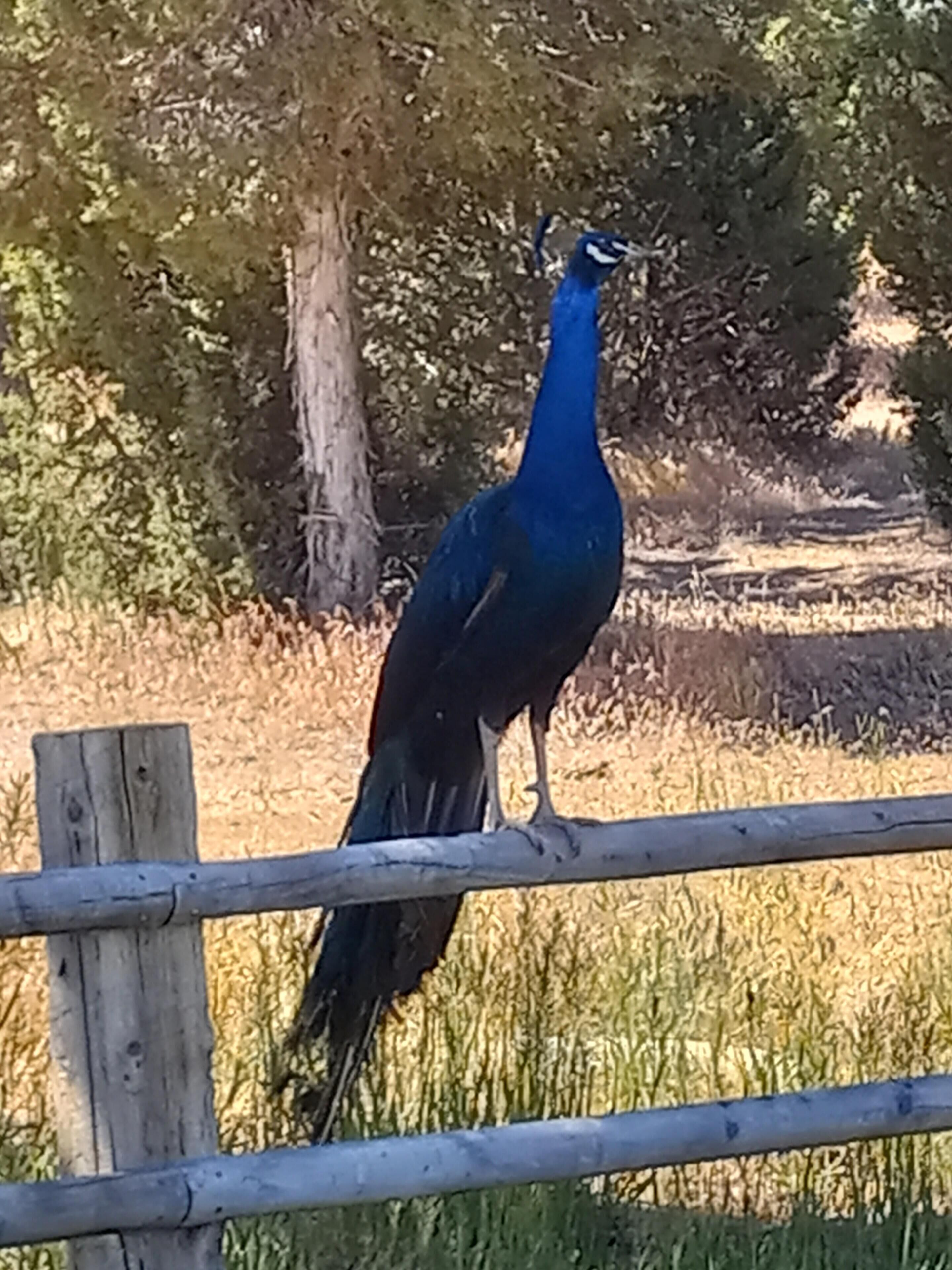 A peacock standing behind a wooden fence in a natural setting with trees and grass.